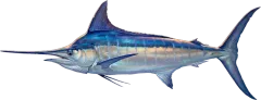 Blue Marlin, illustrated side-on