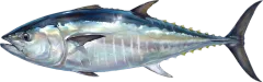 Bluefin Tuna, illustrated side-on