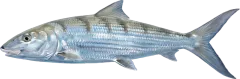 Bonefish, illustrated side-on