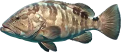 Grouper, illustrated side-on