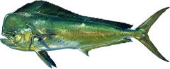 Mahi (Dolphin), illustrated side-on