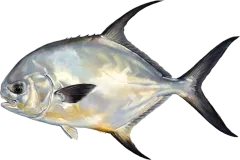 Permit, illustrated side-on