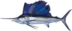 Sailfish, illustrated side-on