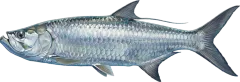 Tarpon, illustrated side-on
