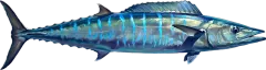 Wahoo, illustrated side-on