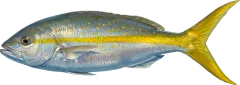 Yellowtail Snapper, illustrated side-on