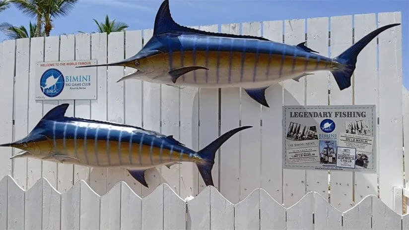 The white picket entrance sign at Bimini Big Game Club Resort & Marina, with mounted marlin sculptures and palm trees