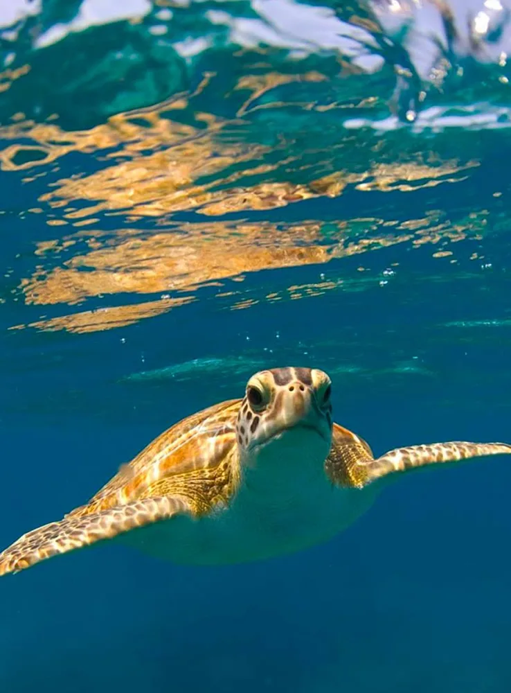 A green sea turtle surfacing in clear water near Bimini Cove Resort & Marina