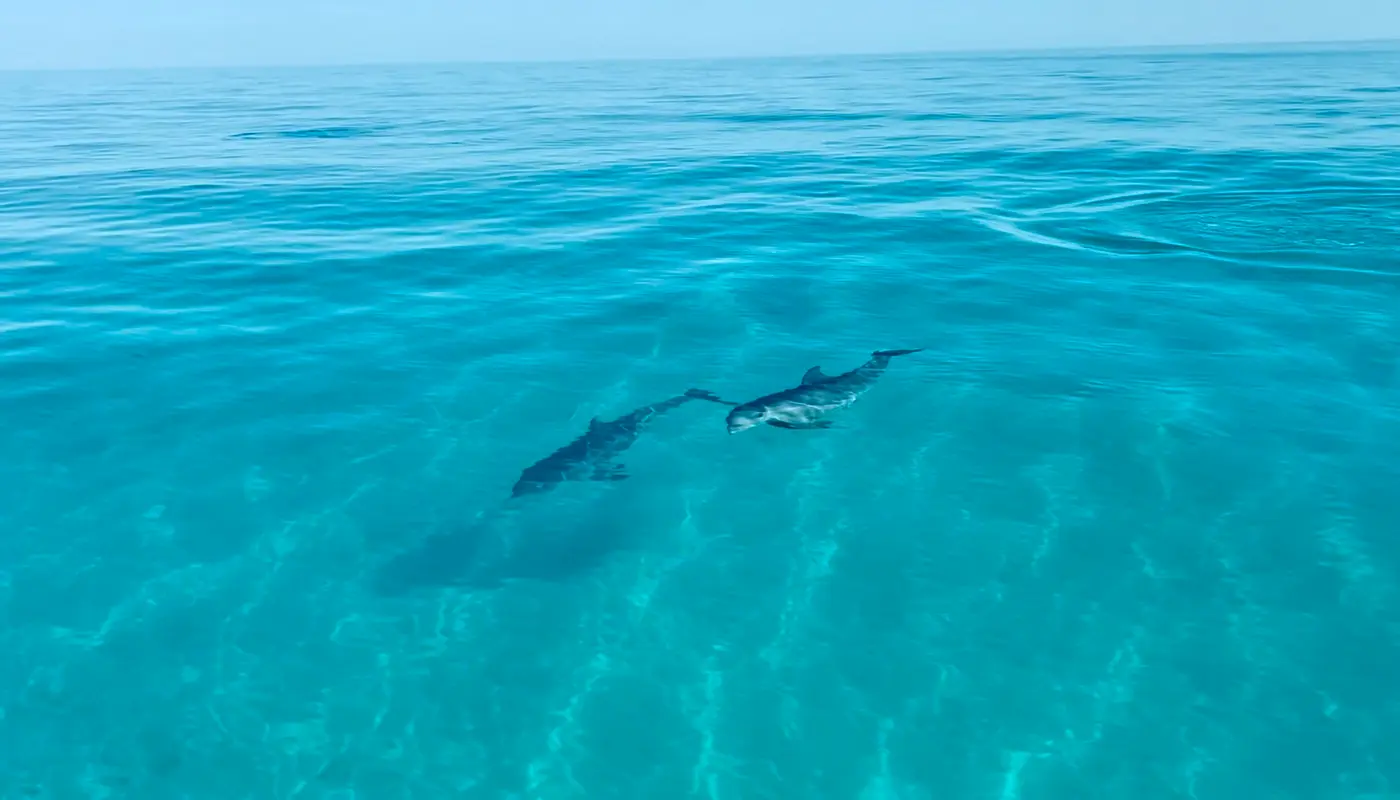 An aerial view from a Bimini Splash boat of a sea turtle swimming over a sandy bottom