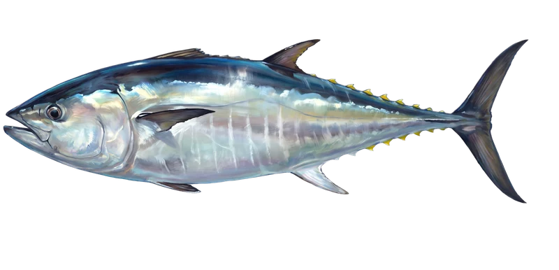 Illustration of a bluefin tuna swimming in bluewater off Bimini — the Gulf Stream edge, a mile off the beach.
