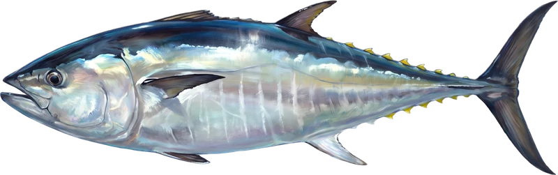 Bluefin Tuna drawn 15 ft long beside a six-foot adult at the same scale