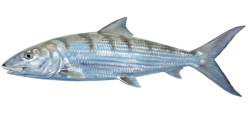 Illustration of a bonefish swimming in the flats off Bimini — gin-clear over white sand.