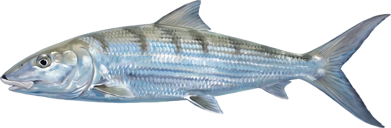 Bonefish drawn 2 ft 4 in long beside a six-foot adult at the same scale