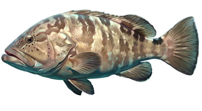 Illustration of a grouper swimming in the reef off Bimini — patch coral and hard bottom.