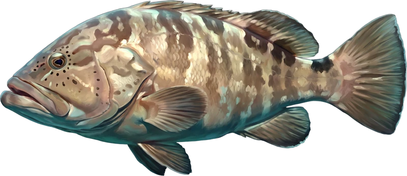 Grouper drawn 2 ft long beside a six-foot adult at the same scale