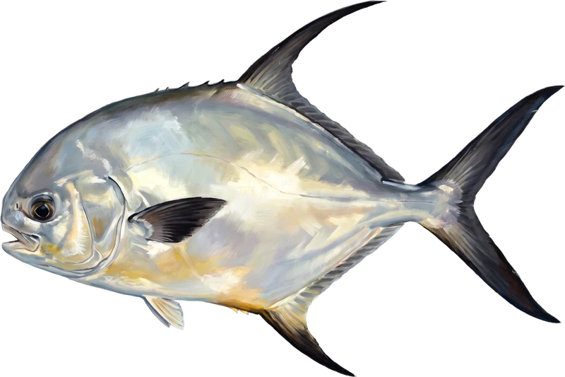 Permit drawn 4 ft long beside a six-foot adult at the same scale