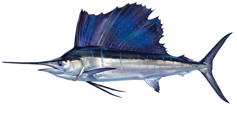 Illustration of a sailfish swimming in bluewater off Bimini — the Gulf Stream edge, a mile off the beach.