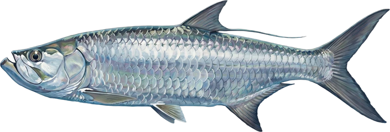 Tarpon drawn 8 ft 2 in long beside a six-foot adult at the same scale