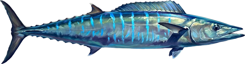Wahoo drawn 5 ft 5 in long beside a six-foot adult at the same scale